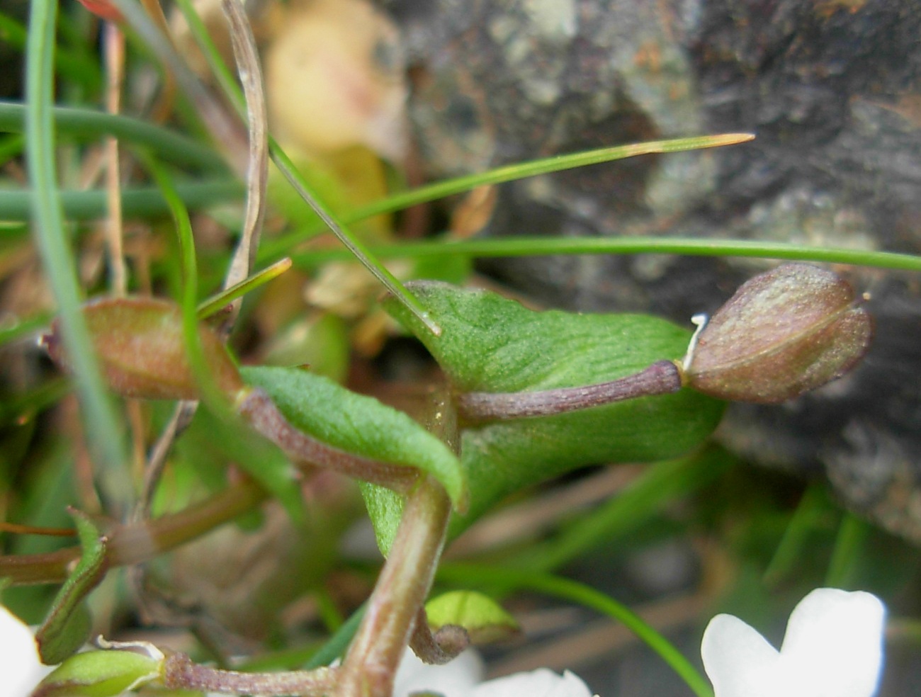 Jonopsidium savianum / Bivonea di Savi